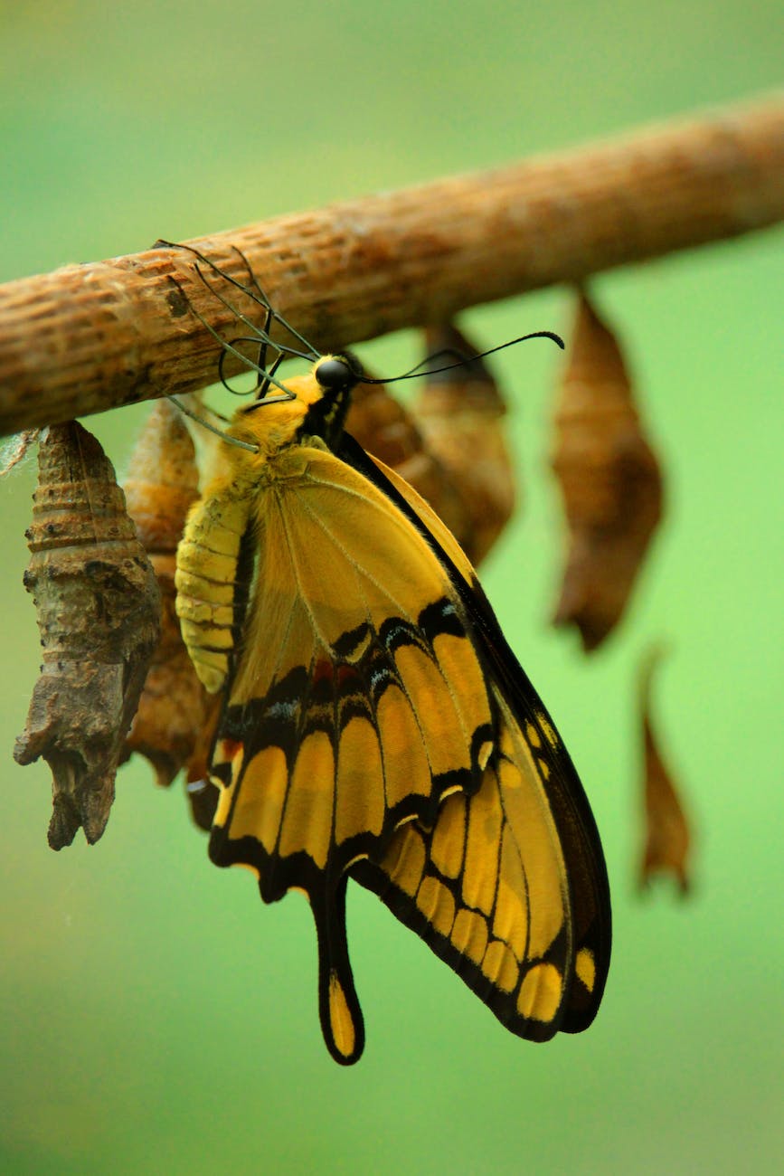 yellow and black butterfly